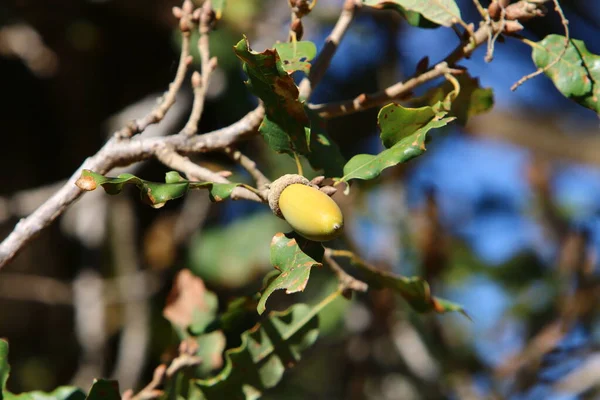 Brown Acorns Oak Branch Forest Northern Israel Oak Fruits Leaves — Stock Photo, Image