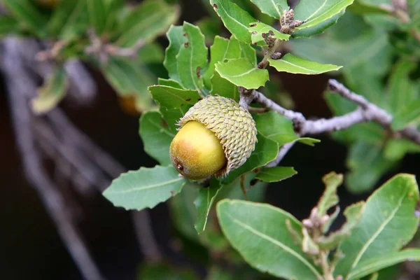 Brown Acorns Oak Branch Forest Northern Israel Oak Fruits Leaves — Stock Photo, Image