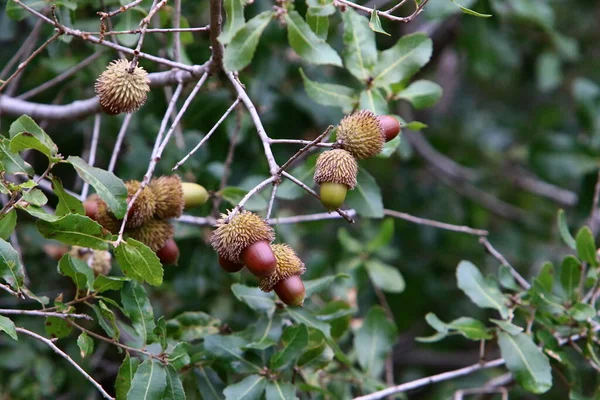 Bolotas Marrons Ramo Carvalho Uma Floresta Norte Israel Frutas Carvalho — Fotografia de Stock