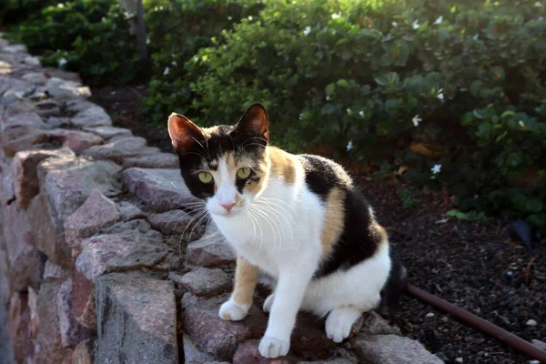 Eine Katze Spaziert Einem Stadtpark Israel Katze Und Säugetier Sind — Stockfoto