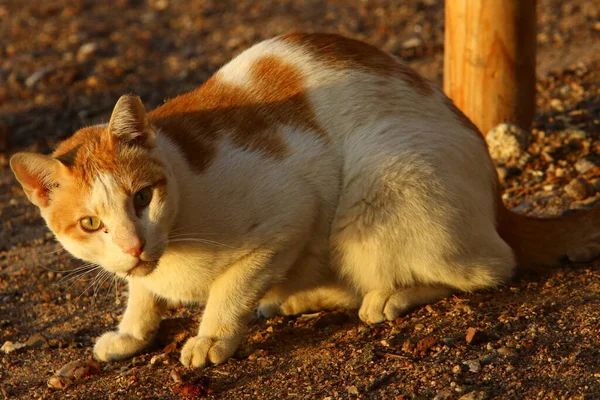 Srail Şehir Parkında Yürüyüşe Çıkan Bir Kedi Kedi Yavrusu Memeliler — Stok fotoğraf