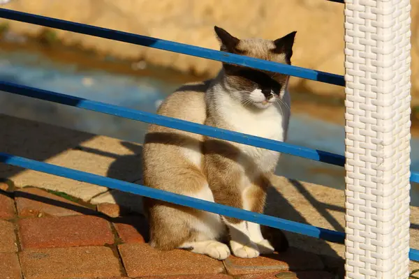 Kočka Procházku Městském Parku Izraeli Cat Pet Savec Oddíl Masožravý — Stock fotografie