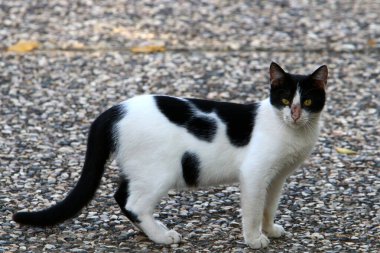 İsrail 'de şehir parkında yürüyüşe çıkan bir kedi. Kedi yavrusu memeliler etobur. 