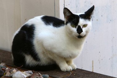 İsrail 'de şehir parkında yürüyüşe çıkan bir kedi. Kedi yavrusu memeliler etobur. 