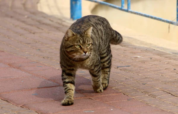 Gato Para Passeio Parque Cidade Israel Gato Animal Estimação Mamífero — Fotografia de Stock