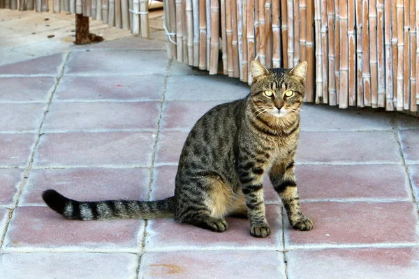 Seekor Kucing Untuk Berjalan Jalan Taman Kota Israel Kucing Peliharaan — Stok Foto