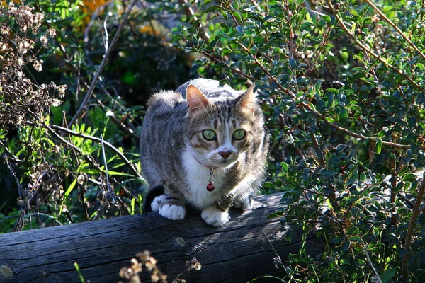 Srail Şehir Parkında Yürüyüşe Çıkan Bir Kedi Kedi Yavrusu Memeliler — Stok fotoğraf
