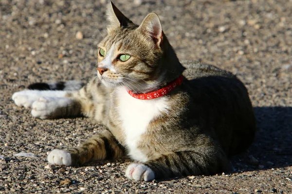 Gato Para Dar Paseo Parque Ciudad Israel Gato Mascota Mamífero — Foto de Stock