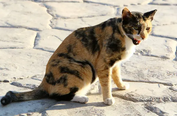 Gato Para Dar Paseo Parque Ciudad Israel Gato Mascota Mamífero — Foto de Stock