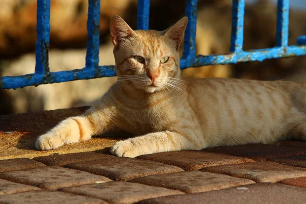Gato Para Dar Paseo Parque Ciudad Israel Gato Mascota Mamífero —  Fotos de Stock