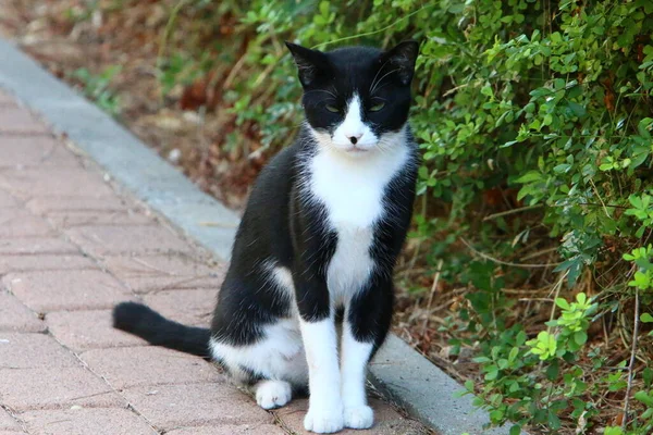 Gato Para Dar Paseo Parque Ciudad Israel Gato Mascota Mamífero —  Fotos de Stock