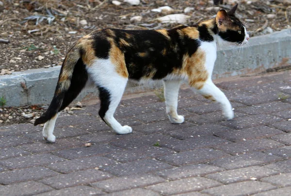 Eine Katze Spaziert Einem Stadtpark Israel Katze Und Säugetier Sind — Stockfoto