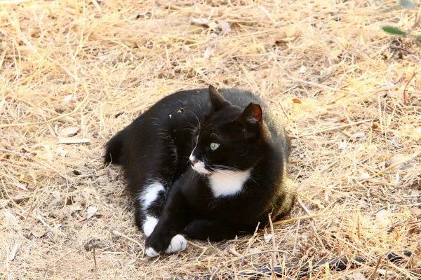 Kočka Procházku Městském Parku Izraeli Cat Pet Savec Oddíl Masožravý — Stock fotografie
