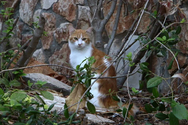 一只猫在以色列的一个城市公园里散步 宠物狗 哺乳动物 食肉动物 — 图库照片