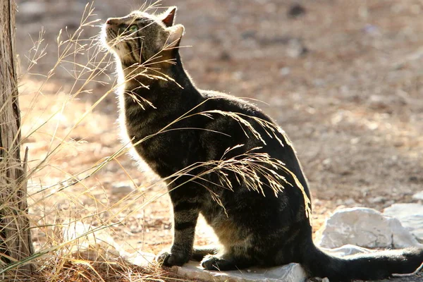 Gatto Una Passeggiata Parco Cittadino Israele Squadra Mammiferi Gatto Domestico — Foto Stock