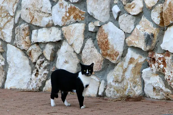 Egy Macska Sétálni Egy Városi Parkban Izraelben Macska Kisállat Emlős — Stock Fotó