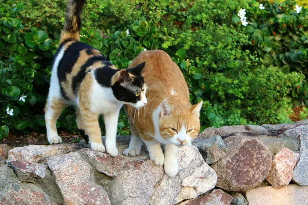 一只猫在以色列的一个城市公园里散步 宠物狗 哺乳动物 食肉动物 — 图库照片