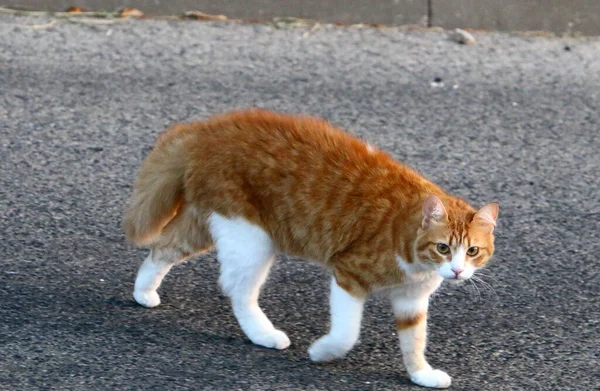 一只猫在以色列的一个城市公园里散步 宠物狗 哺乳动物 食肉动物 — 图库照片