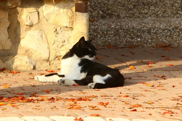 Kočka Procházku Městském Parku Izraeli Cat Pet Savec Oddíl Masožravý — Stock fotografie