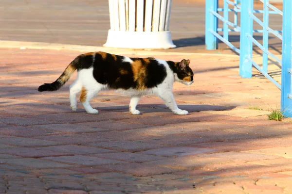 一只猫在以色列的一个城市公园里散步 宠物狗 哺乳动物 食肉动物 — 图库照片