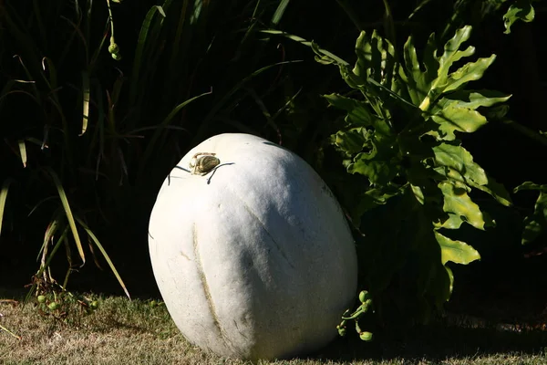 Uma Grande Abóbora Branca Cresceu Parque Cidade Vegetais Frutas Ricas — Fotografia de Stock