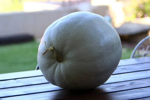 Une Grande Citrouille Blanche Grandi Dans Parc Ville Légumes Fruits — Photo