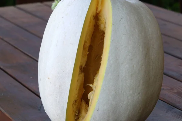 Une Grande Citrouille Blanche Grandi Dans Parc Ville Légumes Fruits — Photo