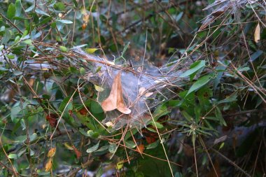 Ağaçların dalları ve yaprakları üzerindeki örümcek ağı ipliklerinin yakın görüntüsü. İsrail 'de kurak kış 
