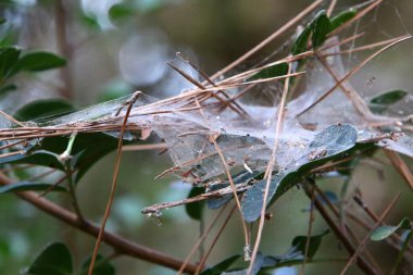 Ağaçların dalları ve yaprakları üzerindeki örümcek ağı ipliklerinin yakın görüntüsü. İsrail 'de kurak kış 