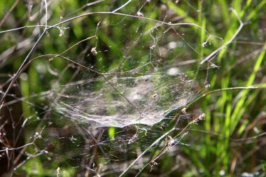 Ağaçların dalları ve yaprakları üzerindeki örümcek ağı ipliklerinin yakın görüntüsü. İsrail 'de kurak kış 