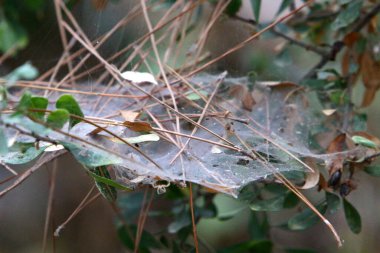 Ağaçların dalları ve yaprakları üzerindeki örümcek ağı ipliklerinin yakın görüntüsü. İsrail 'de kurak kış 
