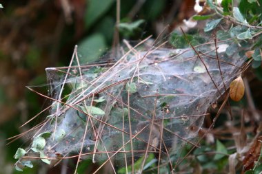 Ağaçların dalları ve yaprakları üzerindeki örümcek ağı ipliklerinin yakın görüntüsü. İsrail 'de kurak kış 