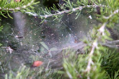 Ağaçların dalları ve yaprakları üzerindeki örümcek ağı ipliklerinin yakın görüntüsü. İsrail 'de kurak kış 