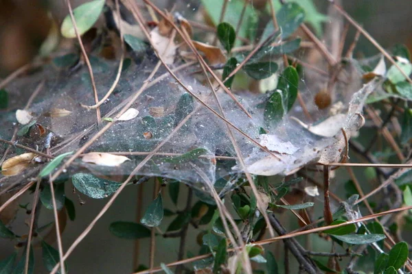 Nahaufnahme Von Spinnweben Auf Ästen Und Blättern Von Bäumen Trockener — Stockfoto