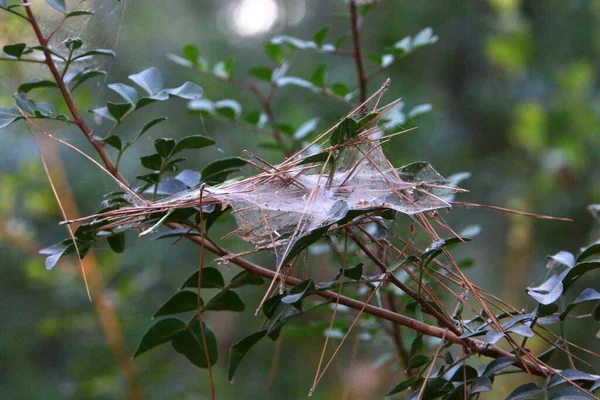 Γκρο Πλαν Άποψη Των Νημάτων Ιστό Αράχνης Κλαδιά Και Φύλλα — Φωτογραφία Αρχείου