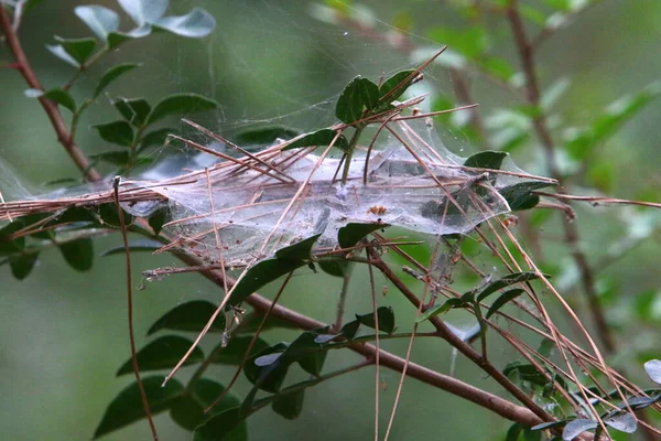 Γκρο Πλαν Άποψη Των Νημάτων Ιστό Αράχνης Κλαδιά Και Φύλλα — Φωτογραφία Αρχείου