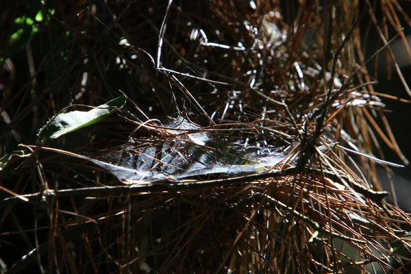 Close View Cobweb Threads Branches Leaves Trees Dry Winter Israel — Stock Photo, Image