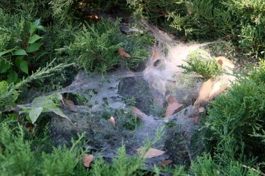 Ağaçların dalları ve yaprakları üzerindeki örümcek ağı ipliklerinin yakın görüntüsü. İsrail 'de kurak kış 