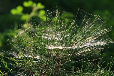 Ağaçların dalları ve yaprakları üzerindeki örümcek ağı ipliklerinin yakın görüntüsü. İsrail 'de kurak kış 