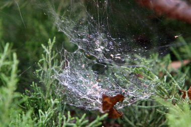 Ağaçların dalları ve yaprakları üzerindeki örümcek ağı ipliklerinin yakın görüntüsü. İsrail 'de kurak kış 