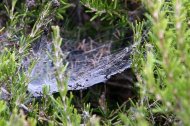 Ağaçların dalları ve yaprakları üzerindeki örümcek ağı ipliklerinin yakın görüntüsü. İsrail 'de kurak kış 