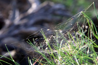 Ağaçların dalları ve yaprakları üzerindeki örümcek ağı ipliklerinin yakın görüntüsü. İsrail 'de kurak kış 