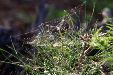 Ağaçların dalları ve yaprakları üzerindeki örümcek ağı ipliklerinin yakın görüntüsü. İsrail 'de kurak kış 