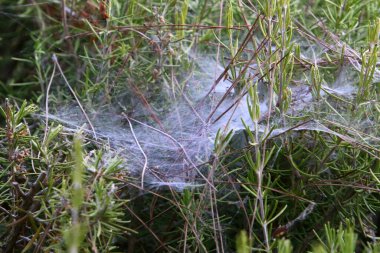 Ağaçların dalları ve yaprakları üzerindeki örümcek ağı ipliklerinin yakın görüntüsü. İsrail 'de kurak kış 