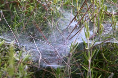 Ağaçların dalları ve yaprakları üzerindeki örümcek ağı ipliklerinin yakın görüntüsü. İsrail 'de kurak kış 