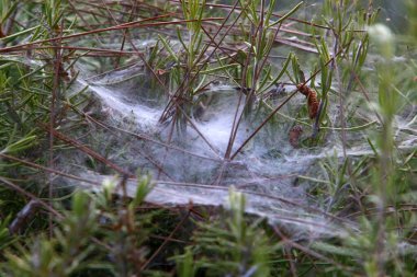 Ağaçların dalları ve yaprakları üzerindeki örümcek ağı ipliklerinin yakın görüntüsü. İsrail 'de kurak kış 