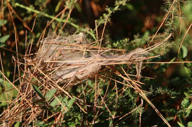 Ağaçların dalları ve yaprakları üzerindeki örümcek ağı ipliklerinin yakın görüntüsü. İsrail 'de kurak kış 