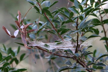 Ağaçların dalları ve yaprakları üzerindeki örümcek ağı ipliklerinin yakın görüntüsü. İsrail 'de kurak kış 