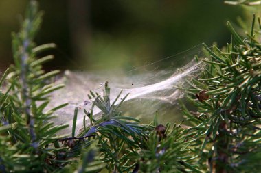 Ağaçların dalları ve yaprakları üzerindeki örümcek ağı ipliklerinin yakın görüntüsü. İsrail 'de kurak kış 