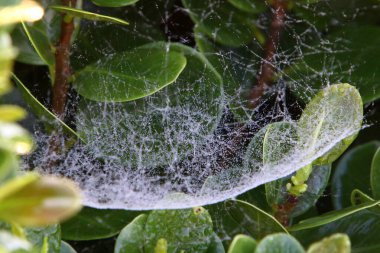 Ağaçların dalları ve yaprakları üzerindeki örümcek ağı ipliklerinin yakın görüntüsü. İsrail 'de kurak kış 
